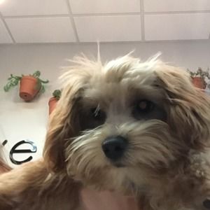 Meet your Posher, Natty